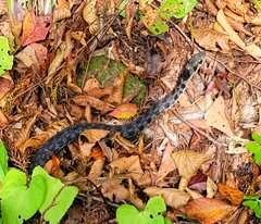 Rhabdophis tigrinus tigrinus