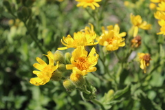 Senecio selloi