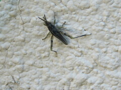 Sphenarium