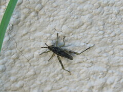 Sphenarium
