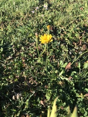 Scorzoneroides autumnalis