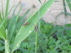 Sphenarium