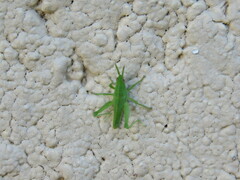 Sphenarium