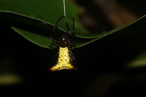 Micrathena tziscao
