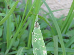 Sphenarium