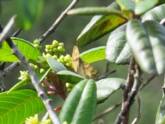 Epirrhoe plebeculata