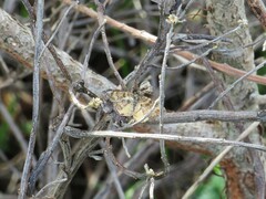 Epirrhoe plebeculata