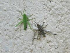 Sphenarium