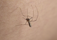 Culicinae