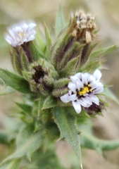 Perezia multiflora multiflora