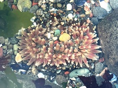 Urticina clandestina