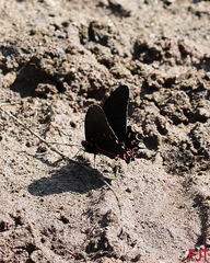 Mimoides thymbraeus aconophos