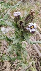 Perezia multiflora multiflora