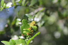 Scutia buxifolia