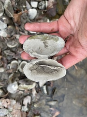 Alasmidonta undulata