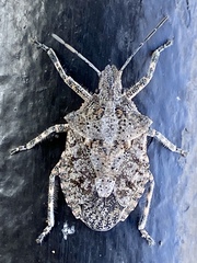 Brochymena