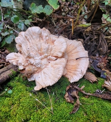 Laetiporus