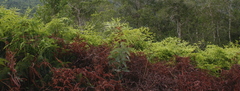 Dicranopteris