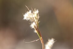 Cymbopogon bombycinus