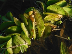 Salvinia molesta