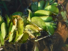 Salvinia molesta