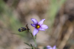 Sisyrinchium platense