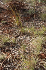 Cymbopogon bombycinus