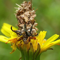 Heliocosma