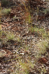 Cymbopogon bombycinus