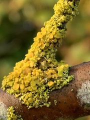 Polycauliona polycarpa