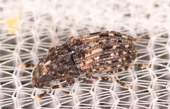 Euparius