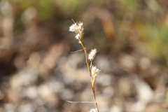 Cymbopogon bombycinus