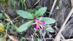 Tricyrtis