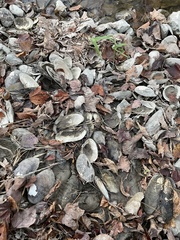 Alasmidonta undulata