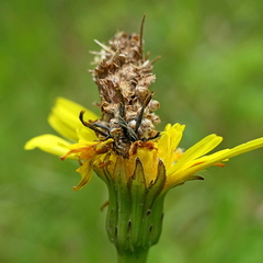 Heliocosma