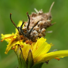 Heliocosma