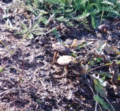 Agaricomycotina