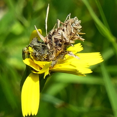 Heliocosma