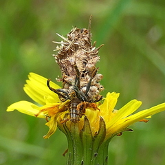 Heliocosma