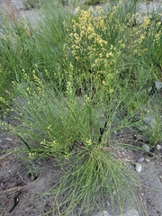 Lepidospartum squamatum