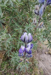 Lupinus pubescens