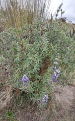 Lupinus pubescens