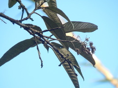 Critoniopsis