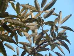 Critoniopsis