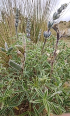 Lupinus pubescens