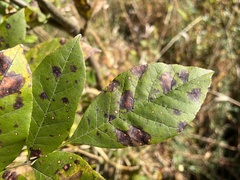 Mycosphaerella fraxinicola