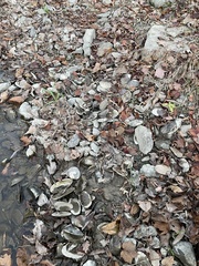 Alasmidonta undulata