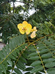 Senna