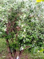 Murraya paniculata