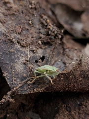 Chlorocoris